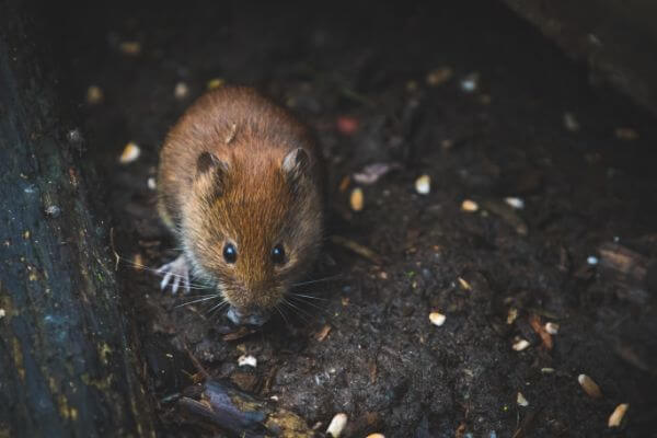PEST CONTROL HEMEL, Hertfordshire. Services: Mouse Pest Control. We understand the risks associated with mouse infestations and take every measure to protect you and your property.