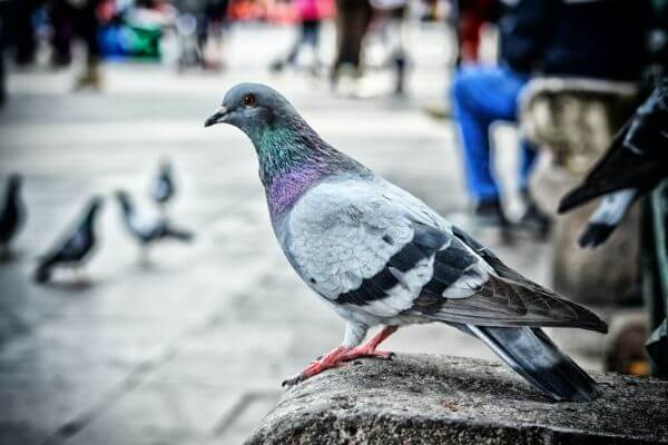PEST CONTROL HEMEL, Hertfordshire. Services: Pigeon Pest Control. Choose us for customized pigeon pest control services that meet your specific needs.